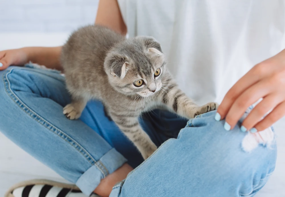 best home camera for pets
